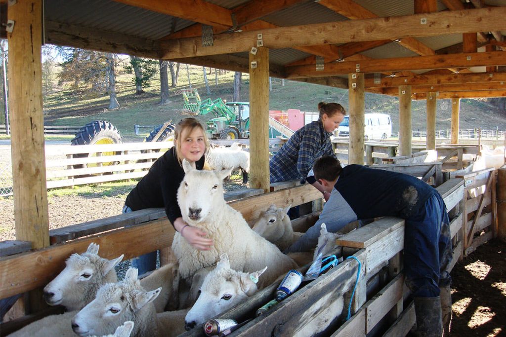 National-Trade-Academy-sheep-farming-course