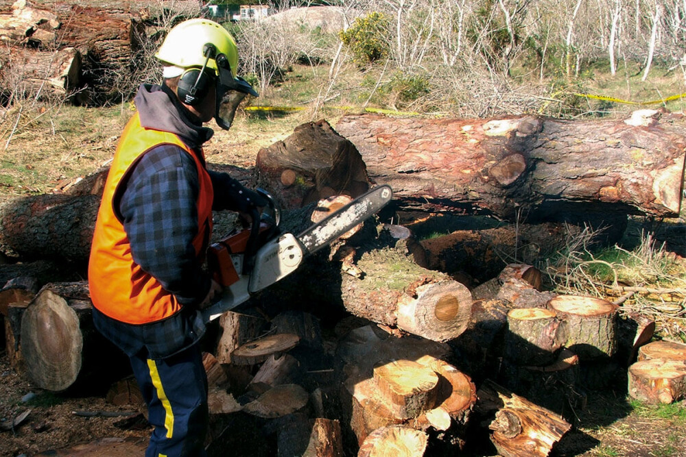 nta-about-chainsaw