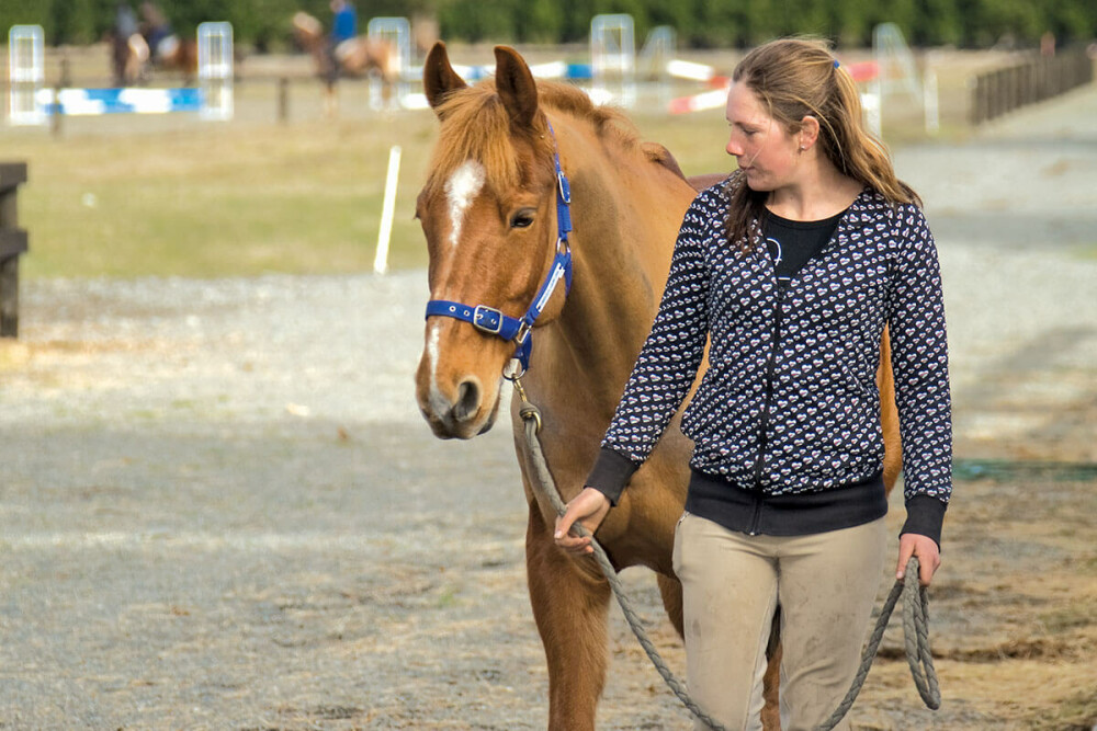 nta-about-horse-optmised