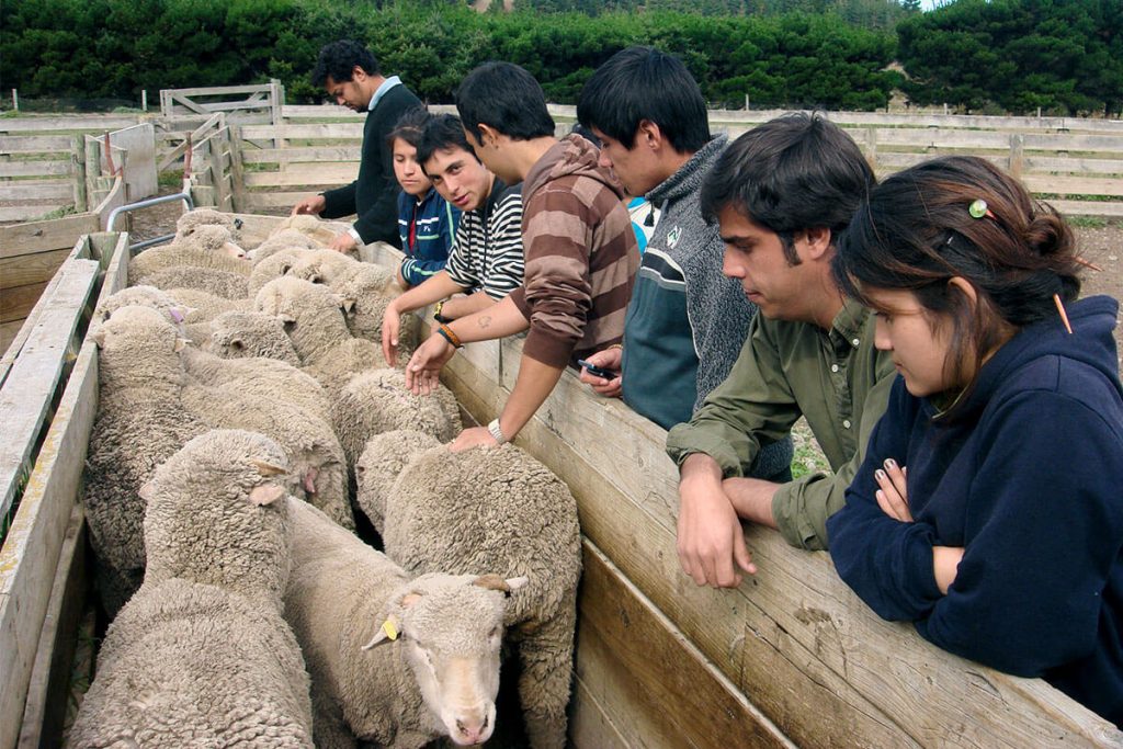nta-about-sheep-optmised