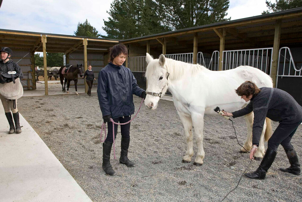 National-Trade-Academy-New-Zealand-equine-grooming