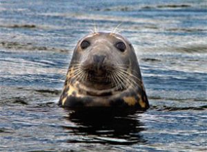 Atlantic S.E.A.L. seal